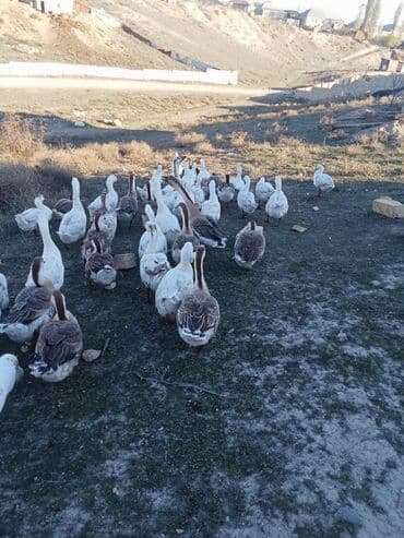 Qaz sürürusu satilir 50 ededi icerdnde 7 ededi balacadi olari lalafo.az -da Qaz sürürusu satilir 50 ededi icerdnde 7 ededi balacadi olari