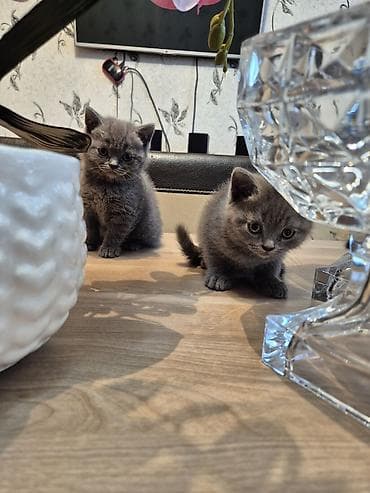 pisik balasi: Britan — 4