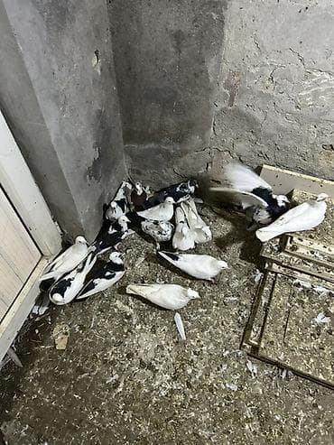 goyercin: Kom 6 manatdan hamsi saglam heyvanlardi 15 denedu — 1