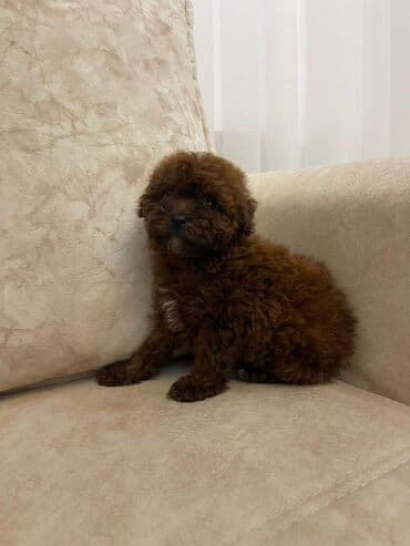 it satışı tap az: Pudel, 2 ay, Erkek — 1