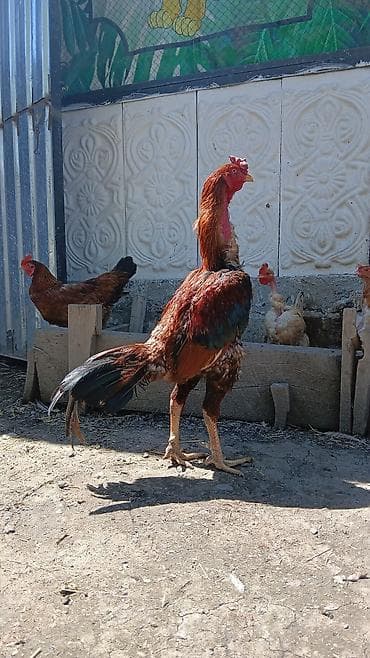 Temiz Qan Star neslinen olan Meydanliq heyvan Satilir men doyusduren