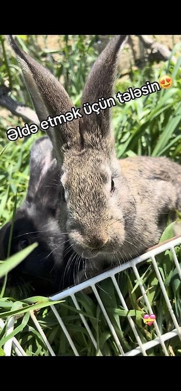 bala ordek: Dovşan balaları ərkək və dişileri var 2ayını keçmiş heyvanlardı — 7