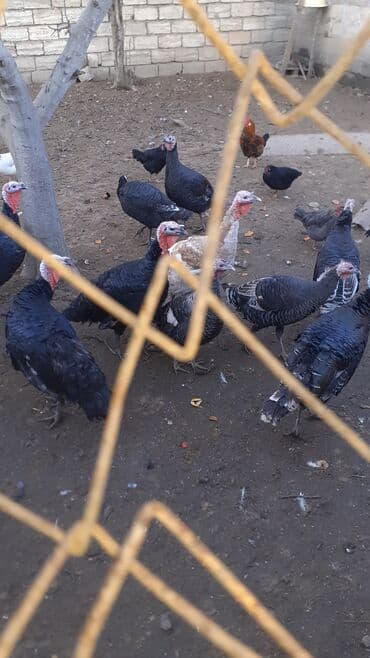 Erkək, Damazlıq lalafo.az -da Erkək, Damazlıq