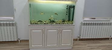 beyleqan sortu qoyun: Ünvan Yevlax şəhəri votsap aktivdir Böyük ölçülü akvarium dəsti - — 4