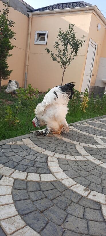 çöl qazı haqqında araşdırma: Toyuq, Brama, Ətlik — 1