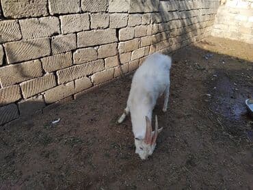 Erkək, il: 1, Damazlıq