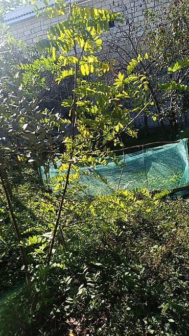 qara it sekilleri: Akasya (ağ akasya) - Bitki növü: Ağ çiçəkli akasya (qara — 3