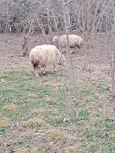 Pişiklər: Qoyun sürüsü - 7 bas qoyundu 5 i balalidi 2 side yetik bogaz buyne — 4
