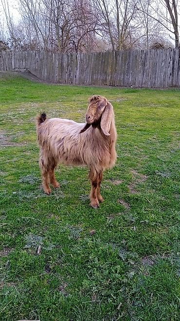 qax heyvan bazar: Salam heleb Teke helem 1 yaşi olmuyub — 1