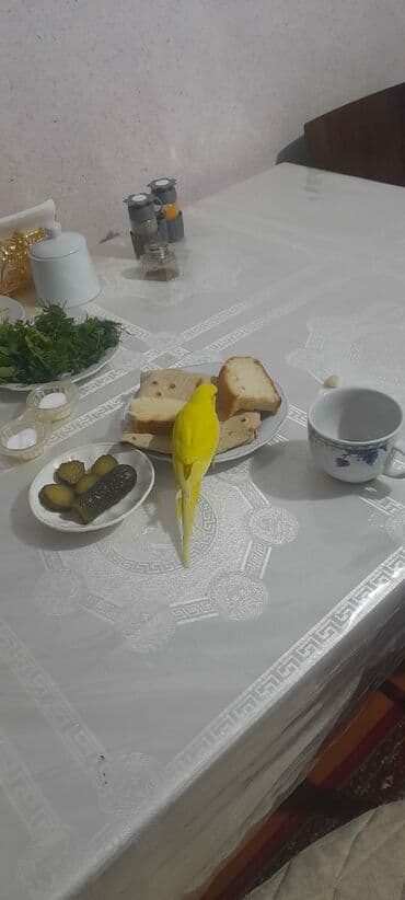 ən ucuz itlər: 1 aylıg qırmızı göz ələ öyrəşmiş quşdu — 6