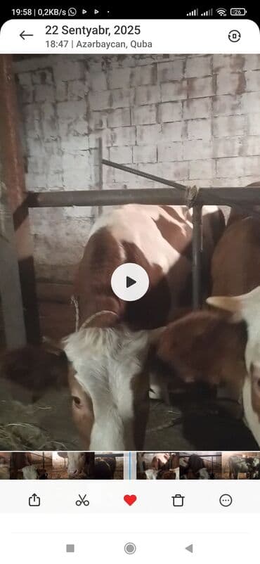 simental: Dişi, Simental, il: 1, 330 kq, Damazlıq, Ünvandan götürmə — 1