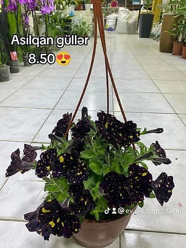 gül buketleri: Asılqan güllər – asma səbətdə dekorativ çiçəkli bitkilər - Asma — 2