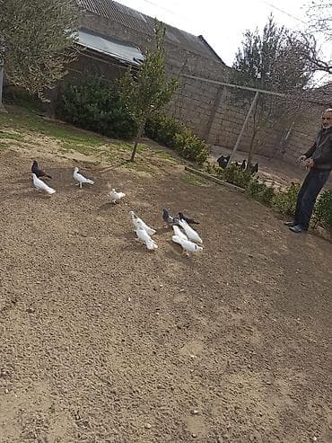 Salam 9 dənə enli quyruq 2 dənə təmiz ıran 11 quş 150 manat ünvan — 4