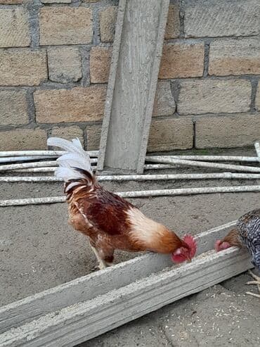 Məhsul: Xoruz Təsvir: - Rəng: qarışıq qızılı-qəhvəyi kürək, açıq krem lalafo.az -da Məhsul: Xoruz Təsvir: - Rəng: qarışıq qızılı-qəhvəyi kürək, açıq krem