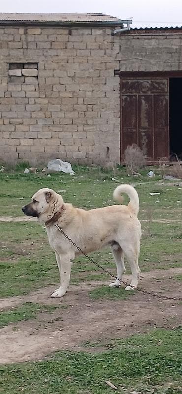 satiliq itler: Kanqal, 2 il, Erkek — 8