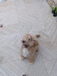 приучатель к туалету для собак: Пудель, 9 месяцев, Самец, С прививками, Самовывоз — 1