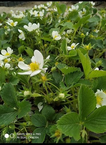 ciyələk toxumu: Çiyəlek stilleri(san andreas) - Növ: bağ çiyələyi (Fragaria × — 3