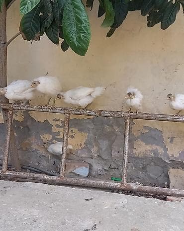 Toyuq cücələri, Damazlıq, Ünvandan götürmə — 8
