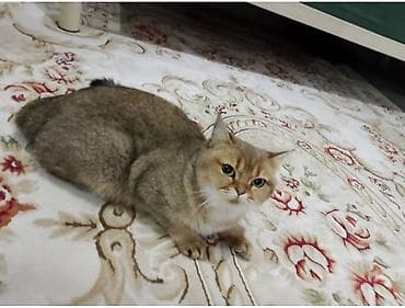 şirin pişiklər: Britan — 2