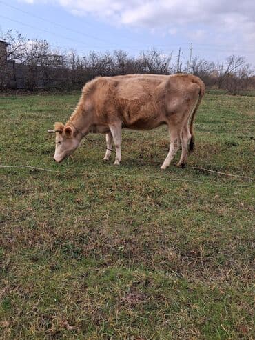 Dişi, il: 9, Südlük, Ünvandan götürmə