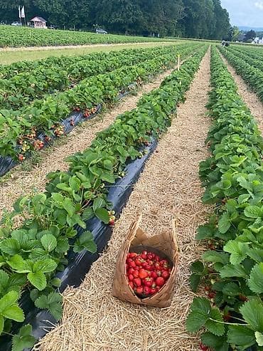 Salam İş var Sahə və parnik gündəlik 15AZN işləmək istəyənlər əlaqə lalafo.az -da Salam İş var Sahə və parnik gündəlik 15AZN işləmək istəyənlər əlaqə