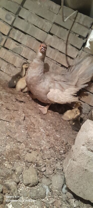 ördək balası satışı: Salam aleykum lal Ördək balaları satılır 7ədədir 2ədədi macar,5ədədi — 5