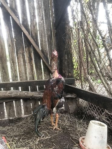 ev quşlari haqqinda melumat: Salam elekum meydanda udub gelib. Cins xoruz – uzunboyun, hündür — 2