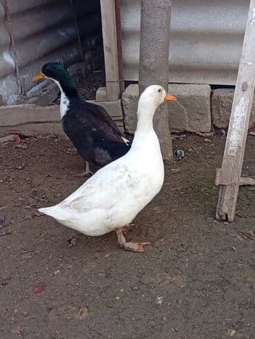 Salam,7ayliq ordeklerdi erkey feredi.hem etlik hem damazliqdi.cutu