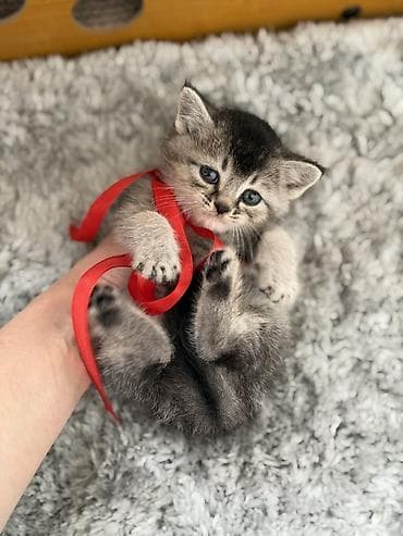 itler sekilleri: Tabbi, Yaxşı əllərə — 1