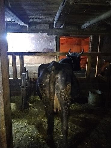 Gəmiricilər: Inek qısırdı barter var balalir ineklər — 4