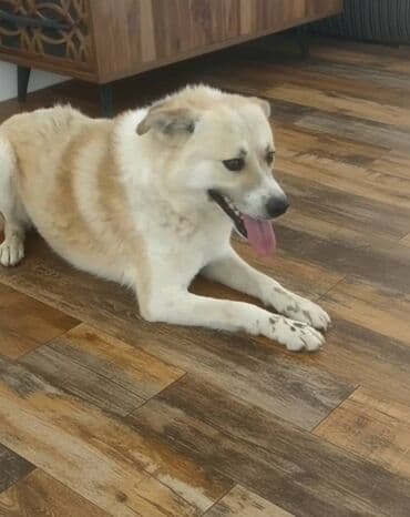 ən yaxşı it adları: 2 il, Erkek — 1