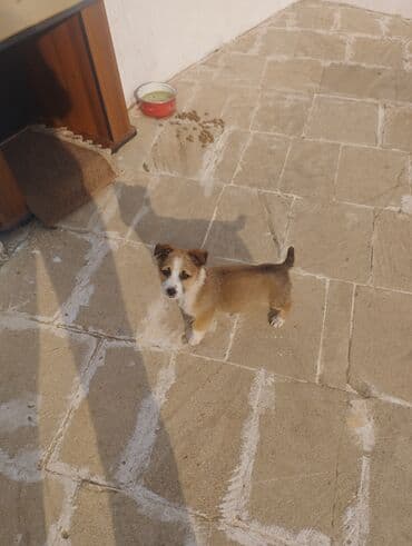 Yuvalar: Zvanok it balasi satilir 1 ayliqdi tam saglam heyvandi — 5