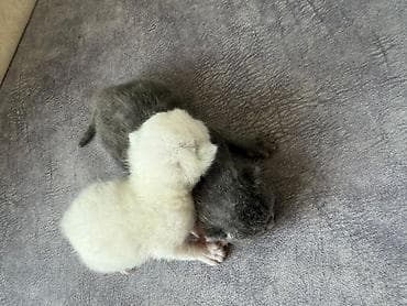 Digər heyvanlar: Təmiz qan Scottish Fold və Blue point Şinşila balalar, 7 mart — 5