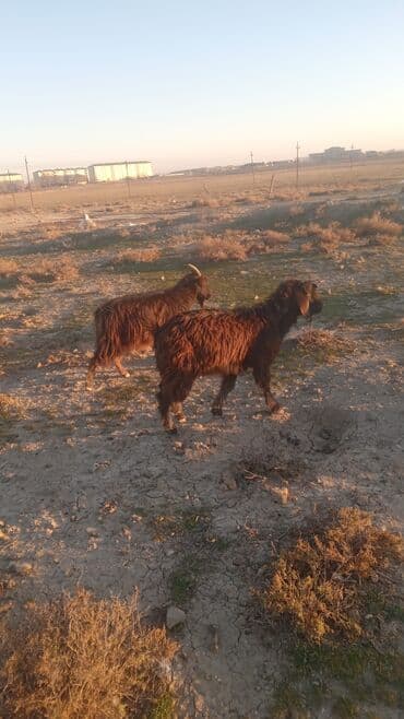 quzu satisi: Satılır: Qoyun-keçi sürüsü - Növ: Xalı, yerli qarabaş tiplərində — 6