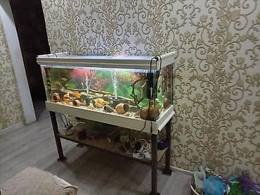 gence dovsan: Dördbucaq akvarium, Boş, 260 l — 7