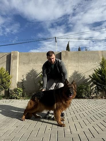 it adlari erkek: Alman çoban iti, Erkek — 2