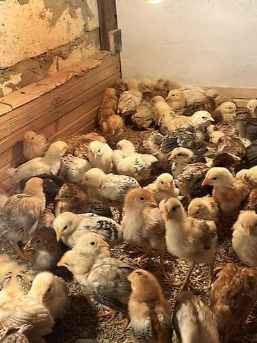 hinduşka əti: Toyuq cücələri, Ətlik — 2