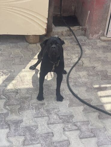 кане корсо цена: Kane-Korso, 1 il, Erkek, Peyvəndli, Ünvandan götürmə — 2