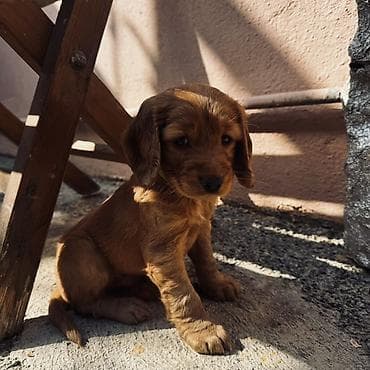 ən gozəl it adları: Koker spaniyel — 8