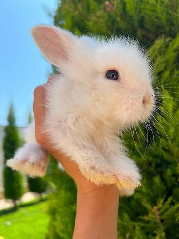 dovşan adları: Salam əziz dostlar, bizdə hər növ dovşan var. Bunlar dovşanların öz — 2