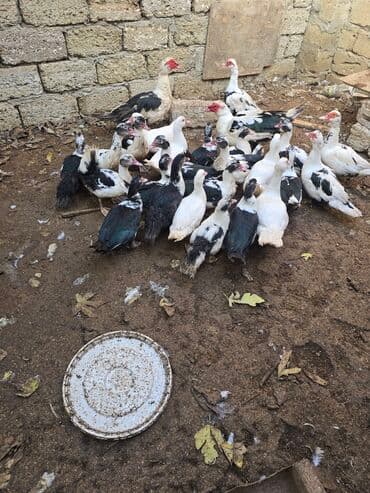 kayuqa ordek: Erkək, | Lal ördək, Damazlıq — 1