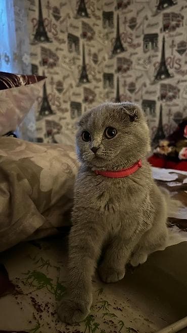 pişik pulsuz: Şotland, Dişi, Pulsuz çatdırılma — 2