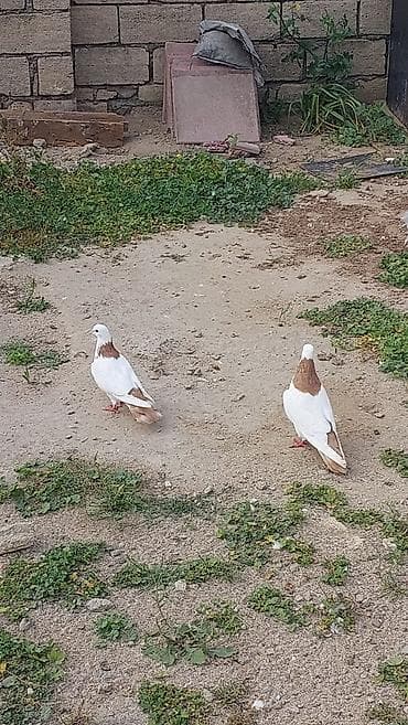 yem qabi: Ağ-qəhvəyi naxışlı ev göyərçinləri dəsti - Rəng: əsasən ağ, boyun və — 4