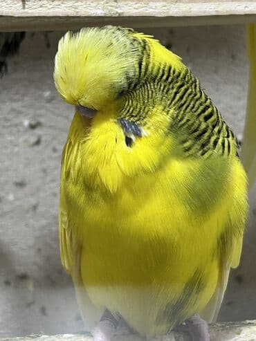 pişik bala: Temiz qan cexler coğu vistifka qarışığı cüte hazır erkek dişiler Bala — 1