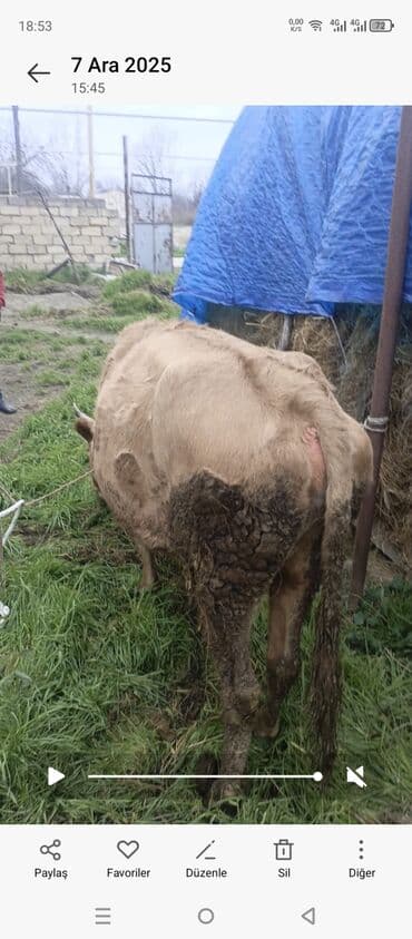 mal satisi: Dişi, il: 2, 160 kq, Damazlıq, Ünvandan götürmə — 2