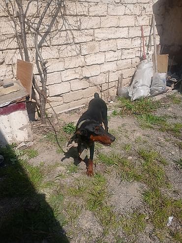 zvanok itleri: Doberman — 3