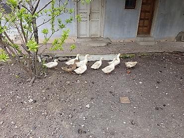 Satış: salam səsli ördək 3 xoruz 7 fərə 10 ədəd bir ədədi 12 manat lalafo.az -da Satış: salam səsli ördək 3 xoruz 7 fərə 10 ədəd bir ədədi 12 manat