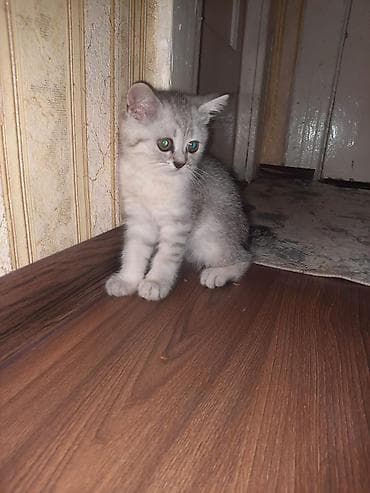heyvanla barter: Şinşilla, Dişi, Yaxşı əllərə, Pulsuz çatdırılma — 10