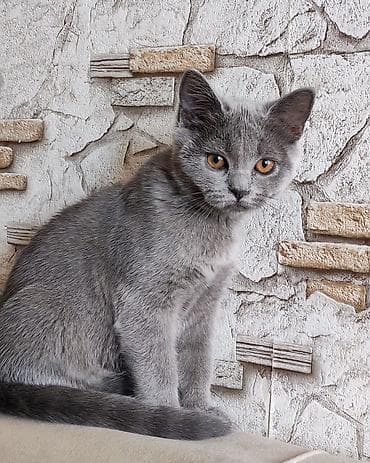 pisiklər: Britan — 3