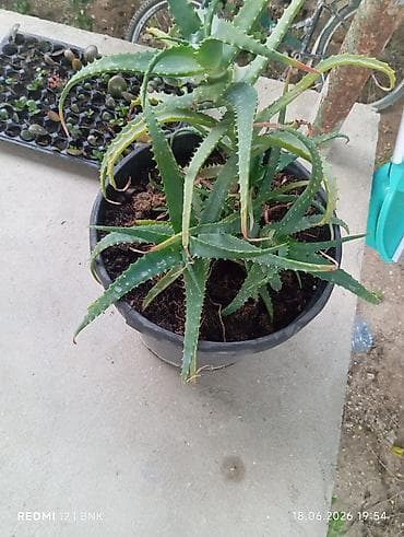 Aloe vera (sukulent) – qara plastik dibçəklə - Bitki növü: Aloe vera